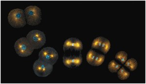 Stages of mitosis with spindle fibers and chromosome movement