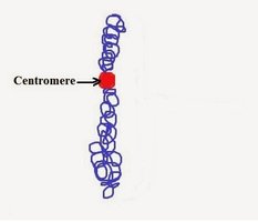 Chromatid with centromere labeled