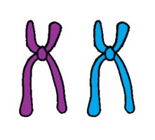 Homologous chromosomes illustration