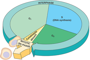 Cell cycle diagram showing G1, S, G2, and M phases