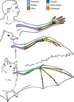 Comparison of homologous forelimbs in human, bird, and bat