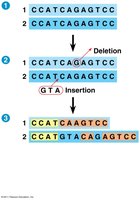 DNA sequence alignment showing accumulated mutations
