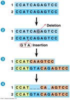 DNA sequence alignment showing gaps and differences