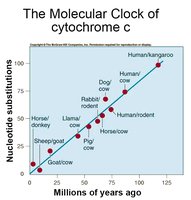 Molecular clock of cytochrome c