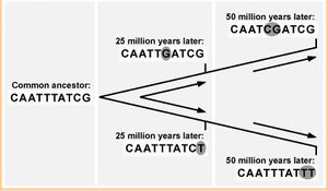 Diagram showing divergence and mutation accumulation over time