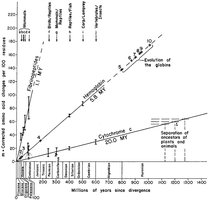 Graph comparing rates of molecular evolution in different proteins