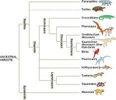 Diagram illustrating polyphyletic group