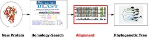 Process of inferring phylogenies using protein, BLAST, alignment, and phylogenetic tree