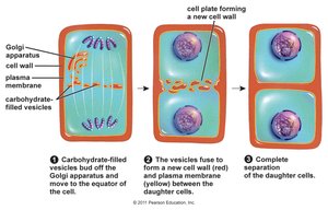Cytokinesis in plant cells showing cell plate formation
