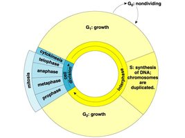 Cell cycle diagram showing mitosis stages