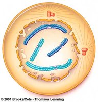 Late prophase showing condensed chromosomes and spindle fibers
