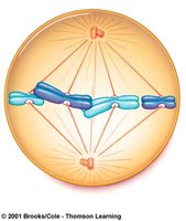 Metaphase showing chromosomes aligned at the equator