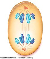 Anaphase showing separated chromatids moving to poles