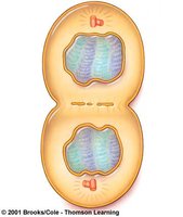 Telophase showing two clusters of chromosomes