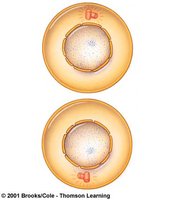 Results of mitosis showing two daughter nuclei