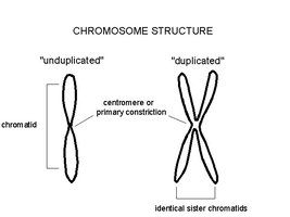 Diagram showing unduplicated and duplicated chromosome structure