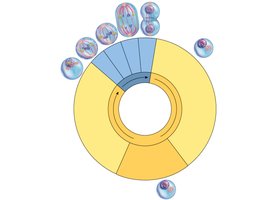 Diagram of the cell cycle with mitosis stages