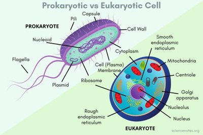 Prokaryotic vs Eukaryotic Cell diagram