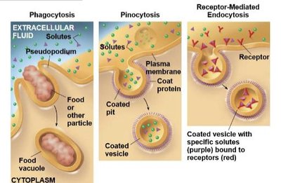Types of endocytosis diagram