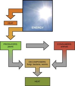ADP and ATP structure