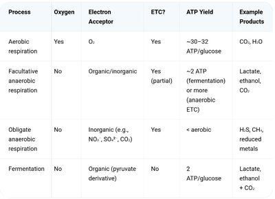 Cellular respiration diagram