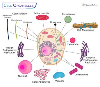 Cell organelles diagram
