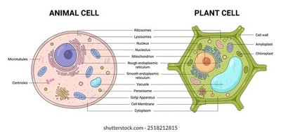 Animal cell vs Plant cell diagram