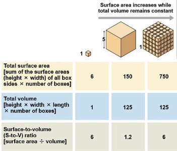 Surface area to volume ratio table