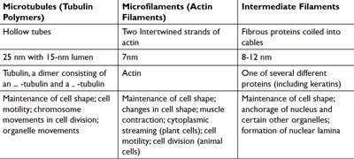 Cytoskeleton comparison table