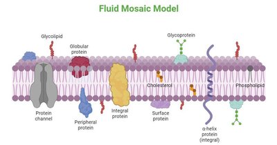 Fluid mosaic model diagram