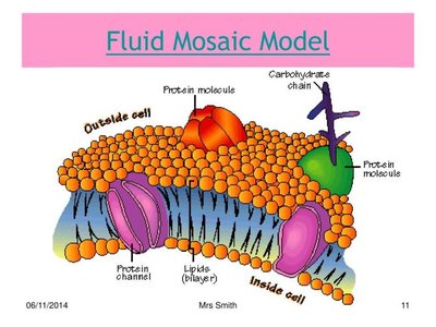 Fluid mosaic model illustration
