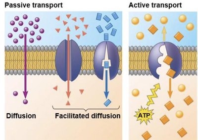 Passive and Active Transport diagram