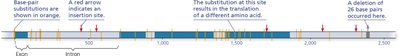 Extensive genetic variation at the molecular level