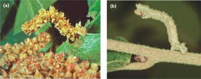 Nonheritable variation in caterpillars due to diet