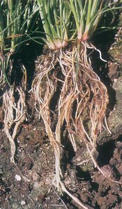Fibrous root system