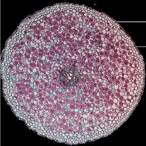 Cross section of a monocot root showing tissue organization
