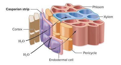 Endodermis and pericycle in root cross section