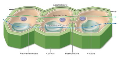 Diagram of apoplast, symplast, and transmembrane routes
