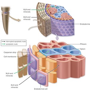 Diagram showing water and mineral movement through the endodermis