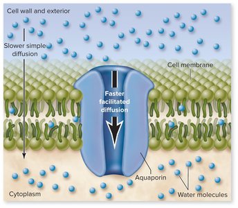 Aquaporin channel facilitating water movement