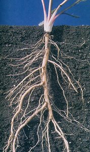 Taproot system