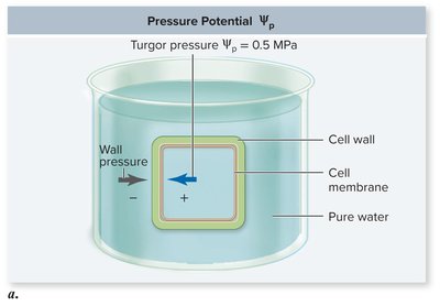 Diagram showing turgor pressure in a plant cell