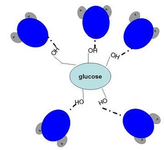 Solute potential in a solution with sucrose