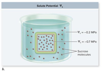 Diagram showing how solutes lower water potential