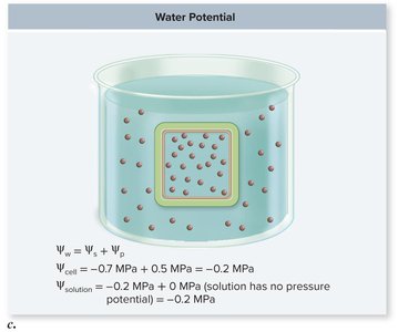 Water potential in a plant cell in different solutions