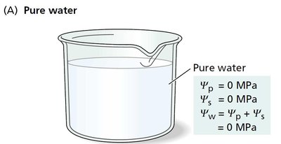 Water potential calculation in a sucrose solution