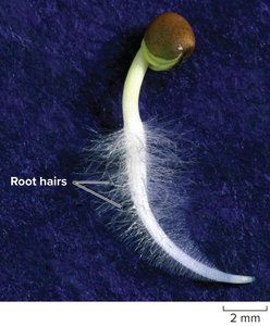 Root hairs on a young root
