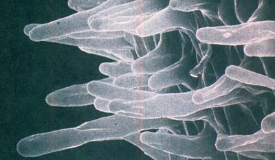 Microscopic view of root hairs