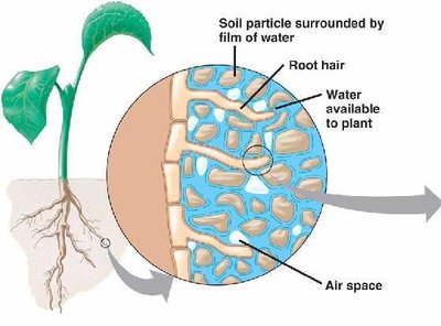 Diagram showing root hair contact with soil particles
