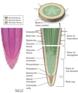 Longitudinal and cross section of a root showing tissue organization